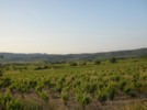 Le vignoble de Tuchan